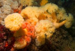 A bouquet of Plumose anenomes - Using D70S 12-24mm lens.... by Malcolm Nimmo 